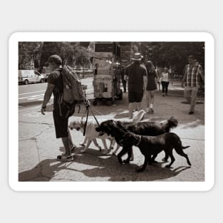 Dog Sitter Central Park New York City Sticker
